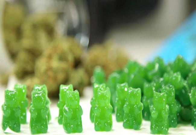 CBD Gummy Bears: Essential Information