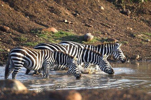Top 5 African Honeymoon Safari Destinations
