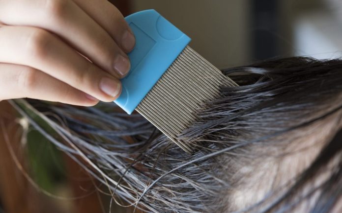 Head Lice: What You Need to Know